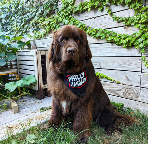 Philly Standard Dog Bandana